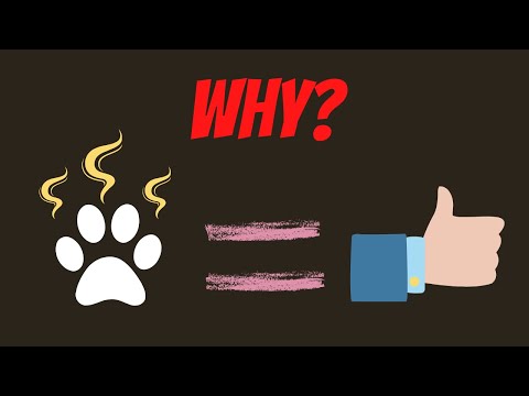 Why Does Dog Paw Have an Addictive Smell?