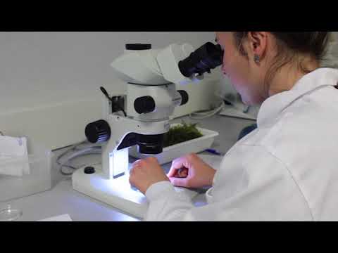 Vídeo: A linguaxe do musgo