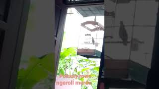 Download lagu Kicauan unik burung Poksay Rowo mp3