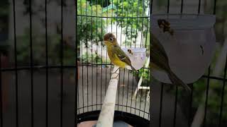 Download lagu Burung Kecil Tapi Tajem , Masteran Langka . cikrak Mahkota mp3