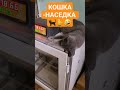 Кошка-НАСЕДКА #перепела #ферма #кот #котики #инкубация #бройлера #кошки  #птенцы #перепел #приколы