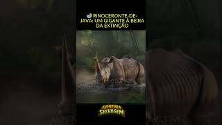 🦏 Rinoceronte de Java Um Gigante à Beira da Extinção