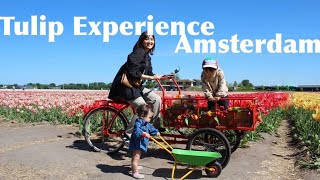 【オランダ】Tulip Experience Amsterdam|春のおすすめ観光、おでかけスポット!