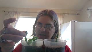 plant update no more christmas cactus flower and get ready for easter cactus flowers