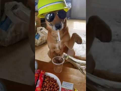 cachorro do mangue fé