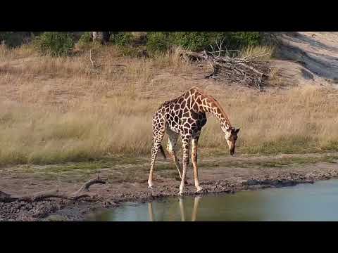 Djuma: Lone Giraffe male - 15:32 - 04/15/19