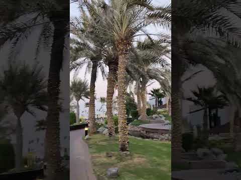 Beach resort Dubai🏖️Super pretty #shortvideo#shorts#tiktok #status#subscribe#trending#whatsappstatus