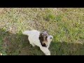 Biewer Terrier welpen kaufen