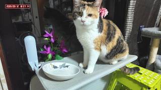 三毛猫フミちゃん  LIVE配信 #2  2026年9月12日　calico cat　(LIVE stream)