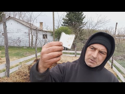 Mélymulcs 31 - giliszta a mulcsban, valami lelte a retket,