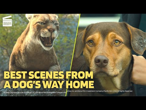 A Dog's Way Home | Best Scenes | Adventure Movie For Kids
