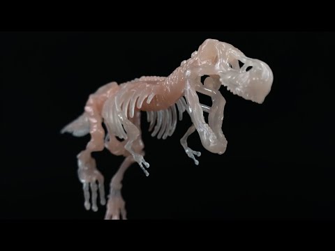 Tyrannosaurus (T-REX) Glow in the dark!　Assemble 3D dinosaur skeleton puzzle.