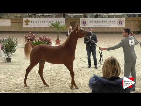 Deauville Arabian Cup 2016 - Class 6A