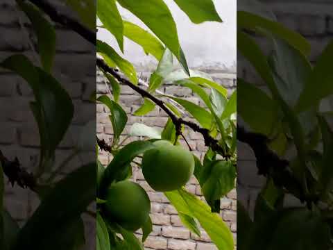 seasonal fruits #fruit #seasonalfruit #citrusfruits #pakistanifruits