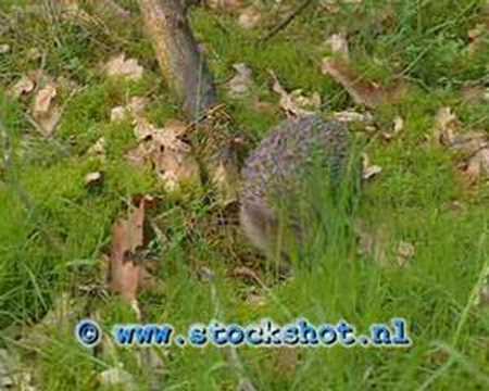 european hedgehog - erinaceus europaeus