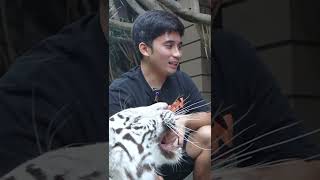 Download lagu DIEMUT HARIMAUNYA @AlshadAhmad #shorts mp3