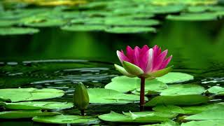 Download lagu Relaxing Music Sape Borneo || Merdunya Music Sape Dayak Kalimantan || #sape mp3