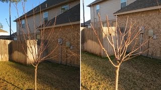 How to Prune Fruit Trees: Avocado, Apple, Nectarine, Plum, Pomegranate, Pear, Cherry, Fig