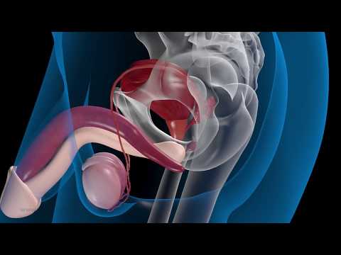 Kaufen Prostata Stimulator St. Petersburg Prostata-Behandlung in Kiew