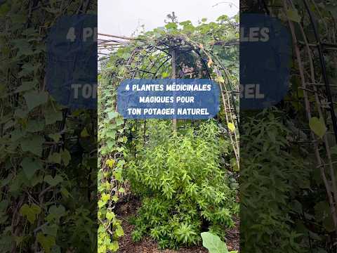 Permaculture: 4 Essential Medicinal Garden Plants