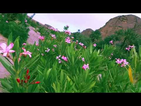 Fint, The Hidden Oasis Of Ouarzazate, Morocco | ASMR