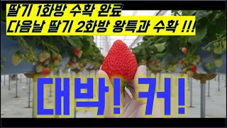 대박 왕딸기 수확 개시!!! / 딸기/ 귀농/ 스마트팜