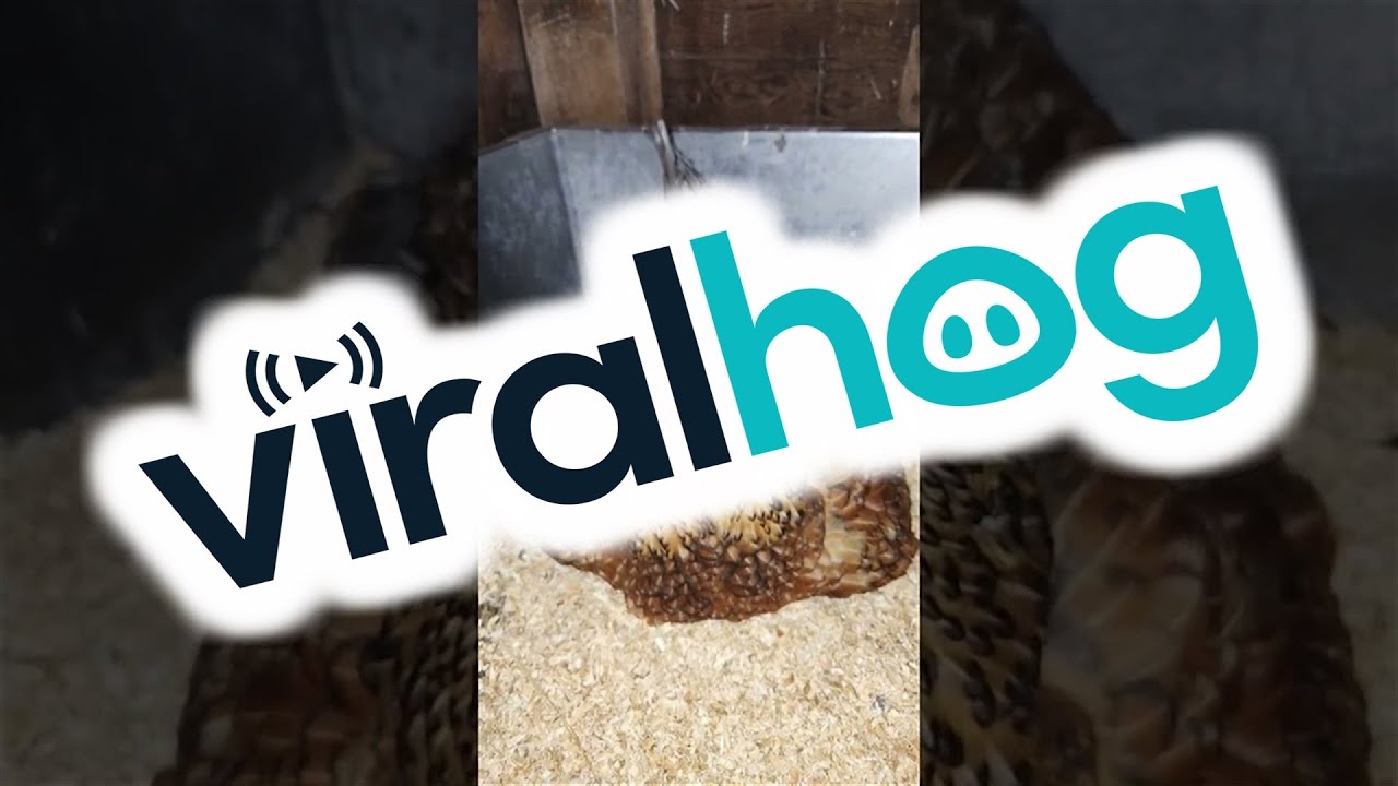 YouTube video preview