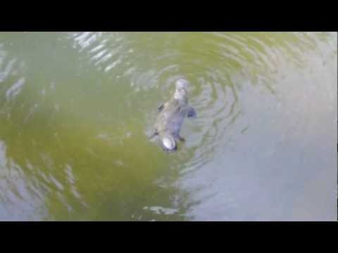 Platypus surfacing and diving in Eungella NP, QLD, Australia Video