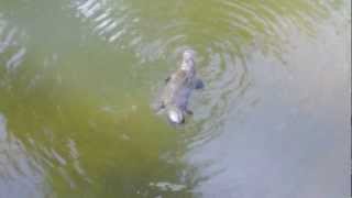 preview picture of video 'Platypus surfacing and diving in Eungella NP, QLD, Australia'