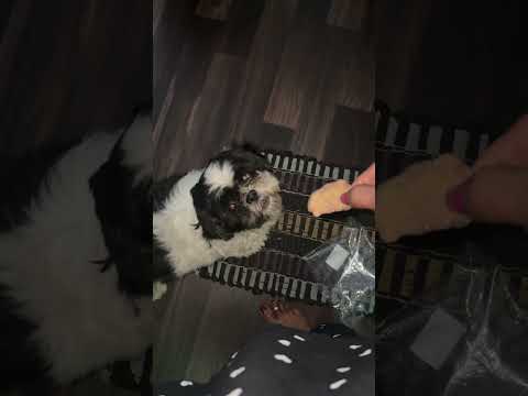 Dog Sizuu#my lovely Rosie#she likes chicken#favourite chicken#Sizuu, black and white#