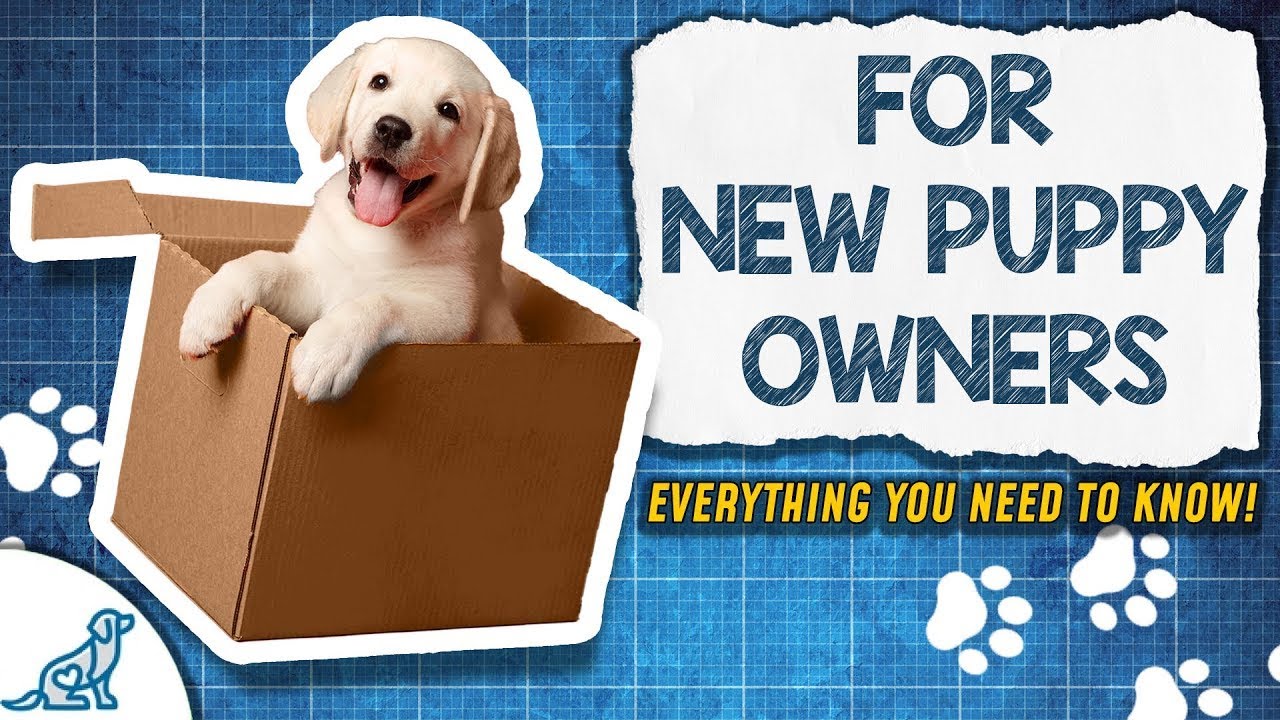 The Puppy Training Blueprint