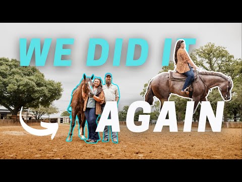 Meet Denver, my new stallion!🐴