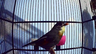 Download lagu Pancingan Bunyi Burung Robin mp3 Download lagu Pancingan Bunyi Burung Robin mp3