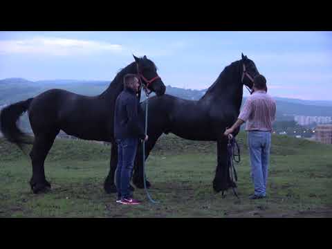 Caii lui Dorin de la Cluj - 2019 Nou !!!