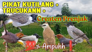 Download lagu SUARA PIKAT Kutilang   Trucukan Kombinasi Prenjak Kepala Merahh mp3