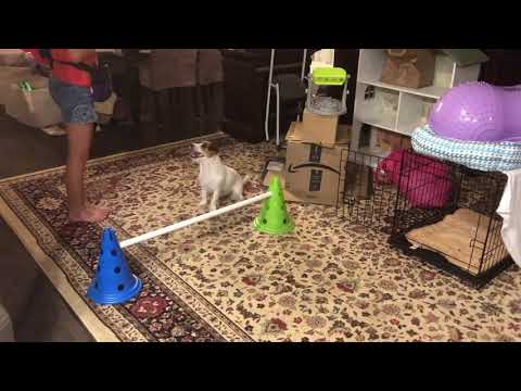 Daisy and Rayelle  7 AKC Novice Tricks