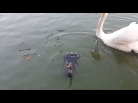 Passeio No Taquaral Park