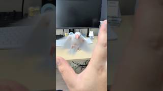 呼んだらすぐ来るピーコ集🕊️ #文鳥
