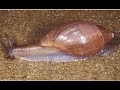 Animal Video Short Animal Funny Shorts Shorts
