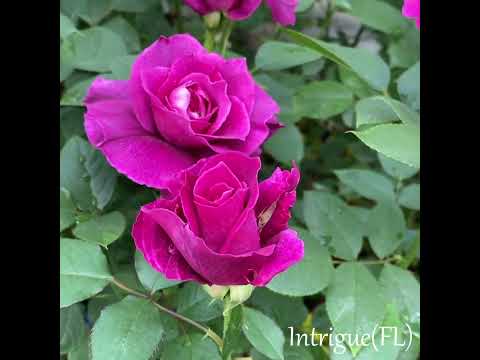 フロリバンダ「テキーラ 2003」 植物