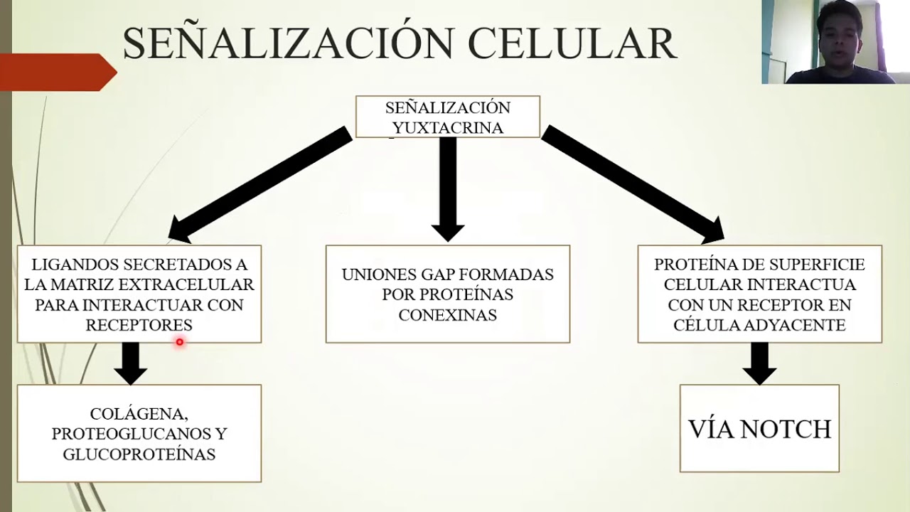 EMBRIOLOGÍA: INTRODUCCIÓN A LA REGULACIÓN Y SEÑALIZACIÓN MOLECULARES