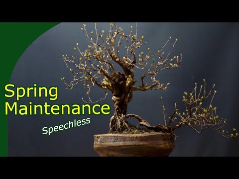 Spring work (Timelapse, Deadwood, Pruning) on a large Potentilla bonsai