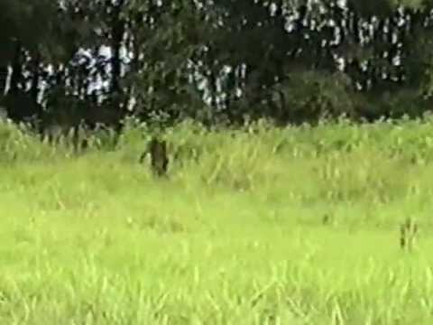 Yettie. yowie. bigfoot . ON VIDEO"WOW"