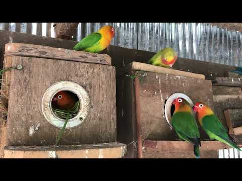 Lovebird Sounds | 3 Hour Lovebirds Sounds ❤️ 🦜#lovebirds #parrotlover #birdsounds