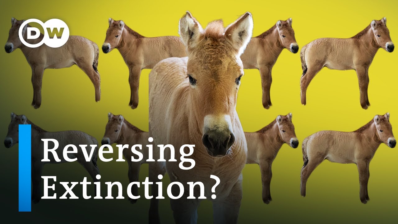 Could cloning help save biodiversity?
