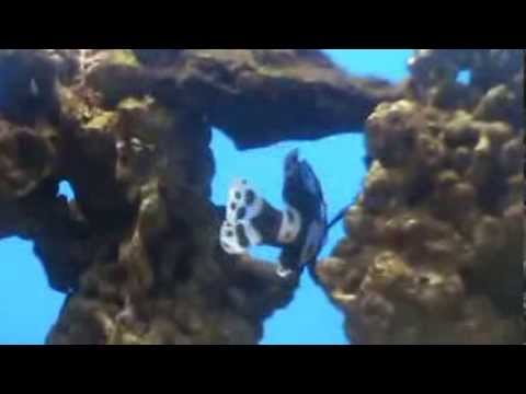 Peixe Arlequim Sweetlips