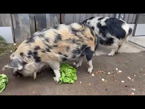 Zwei kunekune-Schweine vom Balmhof am fressen, 6. Mai' 22: