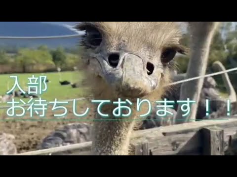 帯広畜産大学 ダチョウサークル 活動紹介（2022）