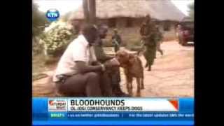 Ol Jogi bloodhounds track down Kenya poachers
