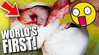 CUTTING SNAKE EGGS! GOT WORLDS FIRST SNAKES!! | BRIAN BARCZYK